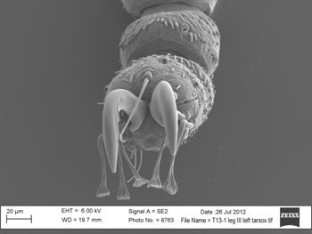 Media type: image; Invertebrate Zoology 131275